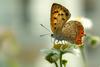 Lycaena phlaeas (Small Copper Butterfly)