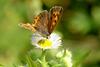 Lycaena phlaeas (Small Copper Butterfly)