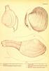 Little-necked Clam (Mercenaria mercenaria)