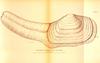 Panopea generosa Gould, 1850 – Pacific geoduck