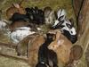 Rabbits
