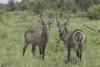 Waterbuck