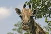 Giraffe (Giraffa camelopardalis)