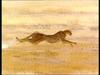 Cheetah run-3