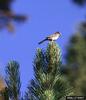 Wrentit (Chamaea fasciata)