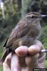 Evergreen Forest Warbler (Bradypterus lopezi)