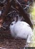 Snowshoe Hare (Lepus americanus)