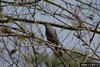 Gray Catbird (Dumetella carolinensis)