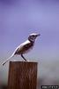 Sage Thrasher (Oreoscoptes montanus)