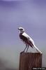 Sage Thrasher (Oreoscoptes montanus)