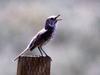 Sage Thrasher (Oreoscoptes montanus)