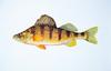 Yellow Perch (Perca flavescens)