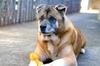 Big Dog