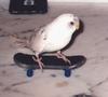 sk8chick