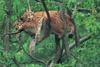 Bobcats