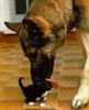 Dog and kitty