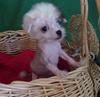 Chinese Crested