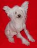 Chinese Crested