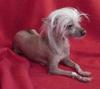 Chinese Crested