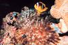 Two-banded clownfish (Amphiprion bicinctus)