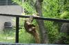 Squirrels mating