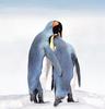 Penguin Hug
