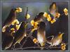 Seven Birds
