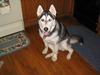 Siberian Husky
