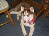 Siberian Husky