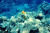 Longnose Butterflyfish (Forcipiger longirostris)  & Foxface Rabbitfish (Siganus vulpinus)