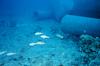 Sidespot goatfish (Parupeneus pleurostigma)