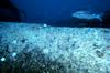 Whitesaddle goatfish (Parupeneus porphyreus)