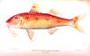 Spotted goatfish (Pseudupeneus maculatus)