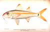 Yellow goatfish (Mulloidichthys martinicus)