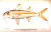 Yellow goatfish (Mulloidichthys martinicus)