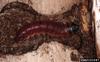 European Goat Moth (Cossus cossus) larva