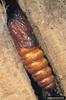 European Goat Moth (Cossus cossus) pupa