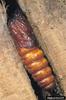 European Goat Moth (Cossus cossus) pupa