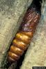 European Goat Moth (Cossus cossus) pupa