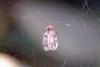 Spider's dinner - fan-like bug