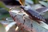 Halyomorpha halys (Brown Marmorated Stink Bug)