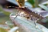 Halyomorpha halys (Brown Marmorated Stink Bug)