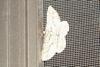 Unknown Moth