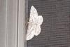 Unknown Moth