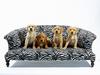 [Daily Photos] Bark-a-loungers