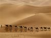 [Daily Photos] Camel Caravan, Libya