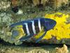[Daily Photos] Eastern Blue Devil, Australia