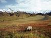 [Daily Photos] Foraging Grizzly Bear, Alaska