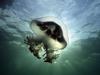 [Daily Photos] Mauve Stinger Jellyfish, Edithburg, South Australia