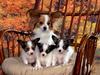 [Daily Photos] Papillon Mom and Puppies